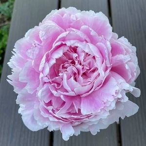 Meet your Posher, Jordene